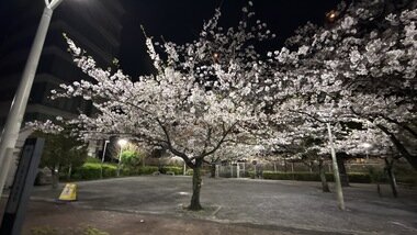 IMG_0071_380px.jpg