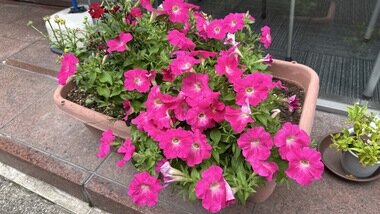 IMG_0095.JPG_380px.jpg