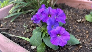 IMG_2284.JPG_380px.jpg