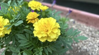 IMG_2338.JPG_380px.jpg