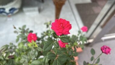 IMG_2624.JPG_380px.jpg