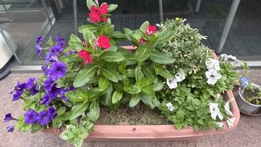 IMG_0163.JPG_380px.jpg