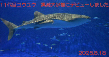 スクリーンショット 2025-10-17 020257.png_380px.jpg