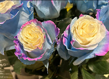 IMG_4150.png