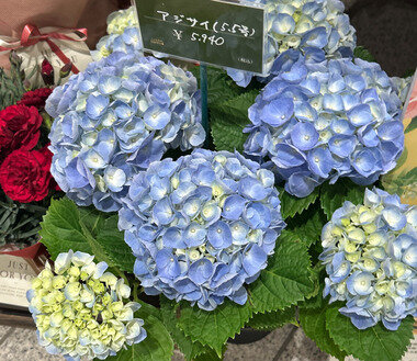 スクリーンショット 2026-04-29 023735.png_380px.jpg