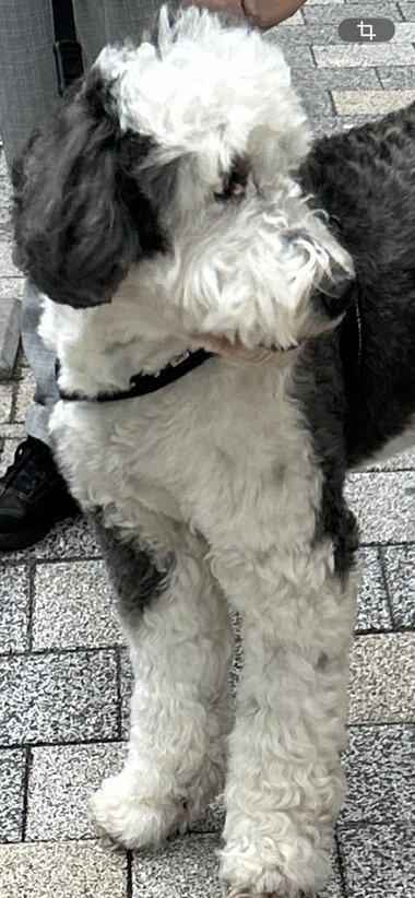 IMG_9567.PNG_380px.jpg