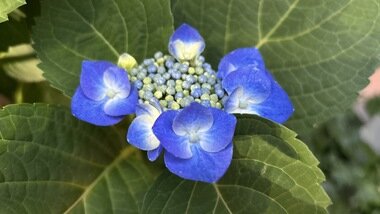 IMG_0326.JPG_380px.jpg