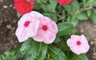 IMG_0525.PNG_380px.jpg